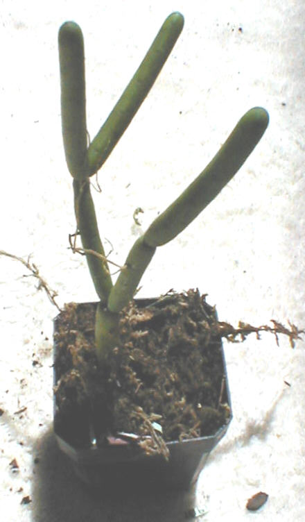 Rhipsalis grandiflora