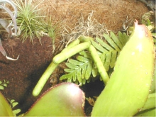 Rhipsalis grandiflora2