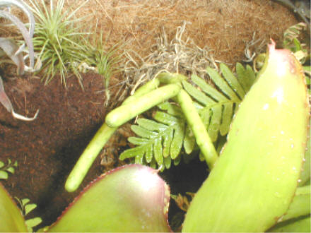 Rhipsalis grandiflora2