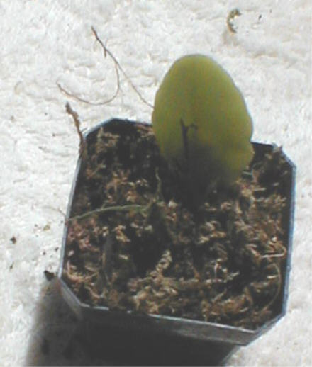 Rhipsalis hispata