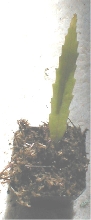Rhipsalis houlleteana