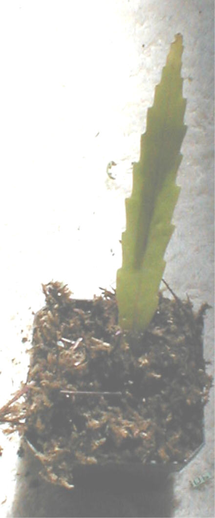 Rhipsalis houlleteana