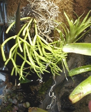 Rhipsalis quellebambensis
