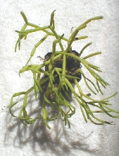 Rhipsalis quellen bambensis
