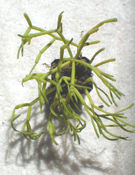 Rhipsalis quellen bambensis