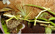 rhipsalis schaferii2