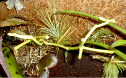 rhipsalis schaferii2