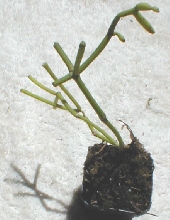 Rhipsalis schaferii