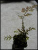 S. krausiana aurea  S. victoriana