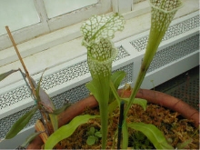 Sarracenia leucophylla