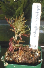 Selaginella erythropus