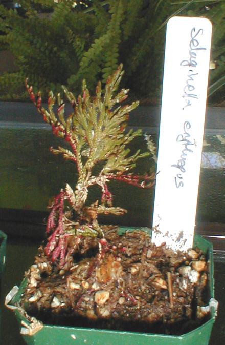 Selaginella erythropus