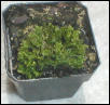 S. kraussiana brownii