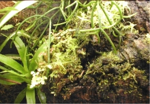 cork bark water fall