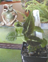 Syngonium rayii