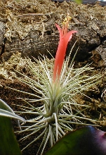 Tillandsia