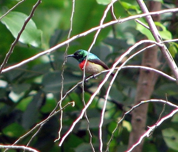 Sunbird