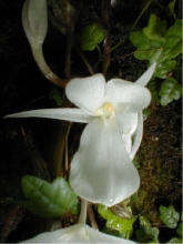 White saphrophyte, unknown