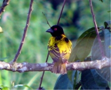 Village Weaver