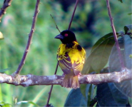 Village Weaver