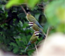 White throated bee eaters