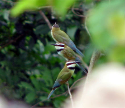 White throated bee eaters