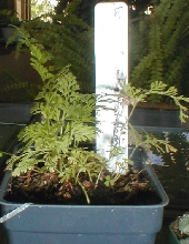 White rabbit's foot fern