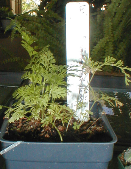 White rabbit's foot fern
