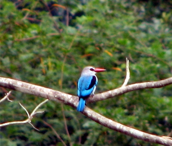Woodland Kingfisher