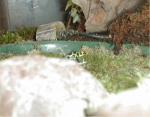 D. imitator