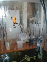 Galactclimbingglass