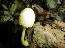 Cool shroom 2