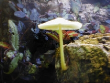 cool shroom 3