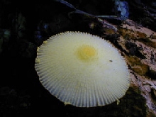 cool shroom 4
