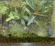 18 gal. background