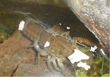 cray fish with extruded gill filaments
