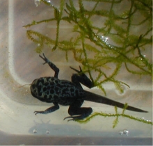 D. azureus tad with color