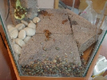Coco tek with gravel disguise 20 g. hex