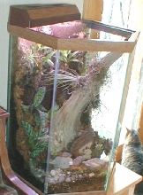 Hexagonal vivarium