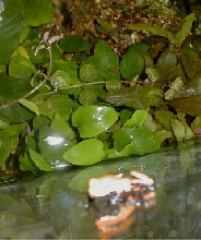 D. galacts can swim