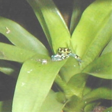 Two in a leaf
