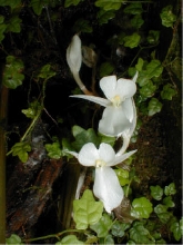 White saphrophyte 2