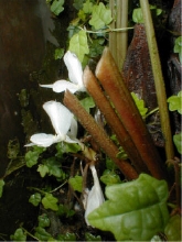 White saphrophyte side view