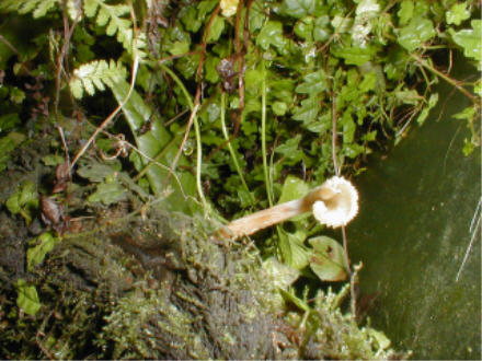 Mushroom on Mt. Hemlock 2