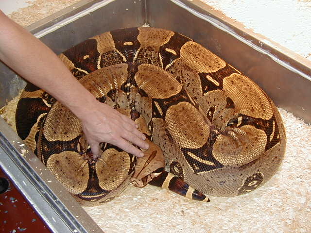 Adult Gold Peruvian - I want one!