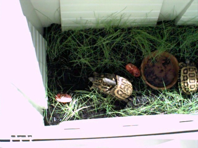 planicauda, copulating, reproducing,
