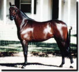 My baby's husband and father to foal in making