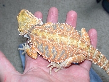 new female