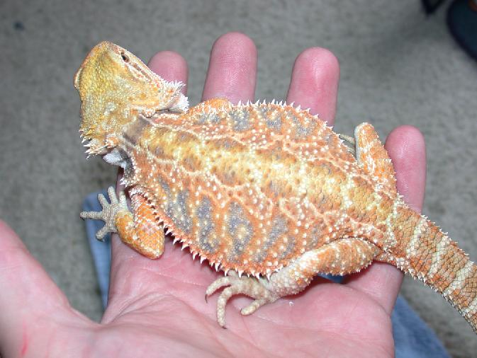 new female