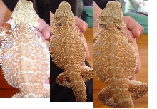 my male